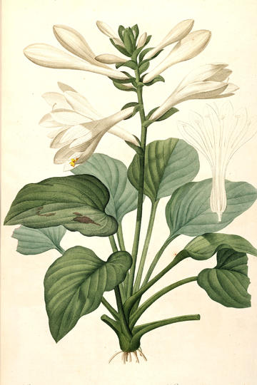 tent（tent是什么意思）